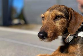 Vermisstmeldung Hund rassenmischung  Weiblich , 7 jahre Stotzheim Frankreich