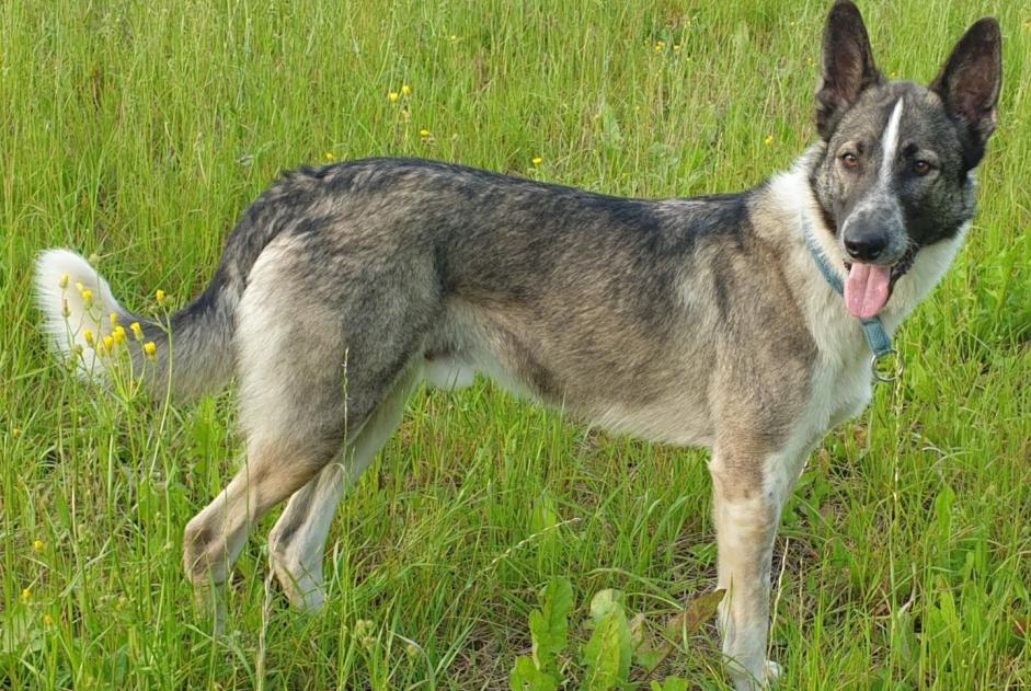 Vermisstmeldung Hund rassenmischung  Männliche , 5 jahre Colombies Frankreich