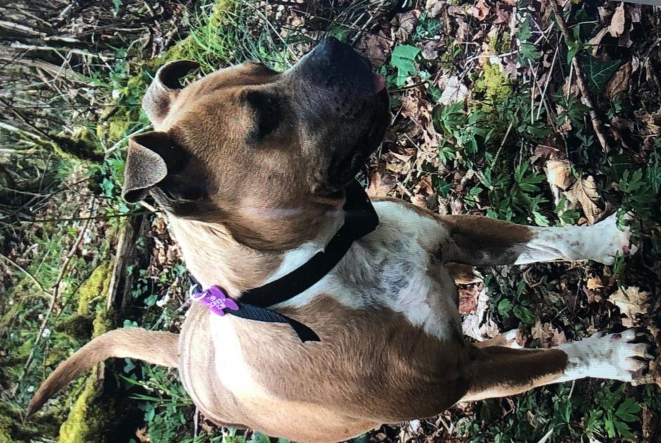 Vermisstmeldung Hund  Weiblich , 70 jahre Saint-Marcet Frankreich