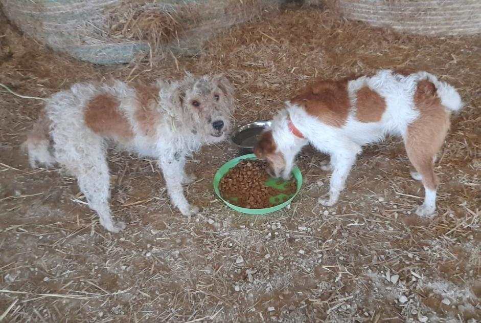 Fundmeldung Hund  Unbekannt , 4 Jahre Mogneville Frankreich