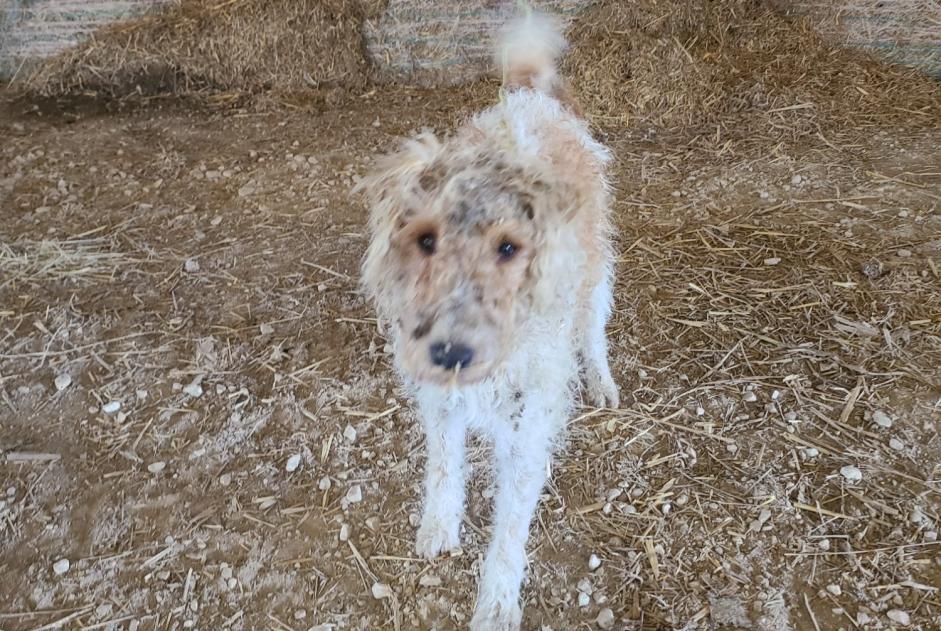 Fundmeldung Hund  Unbekannt , 4 Jahre Mogneville Frankreich