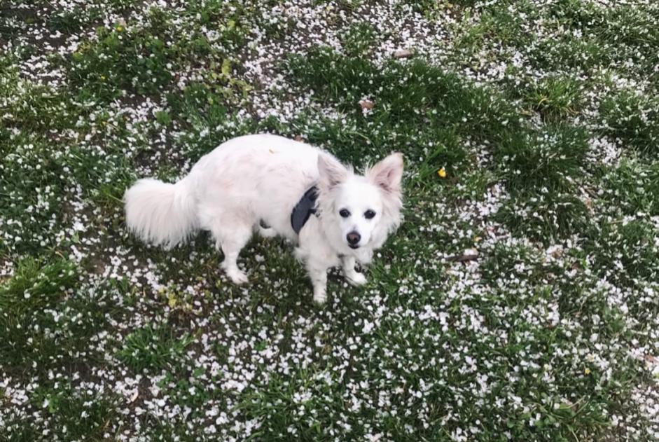 Vermisstmeldung Hund rassenmischung  Weiblich , 14 jahre Bonifacio Frankreich