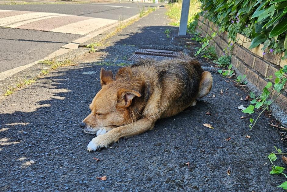 Fundmeldung Hund rassenmischung  Männliche Riom Frankreich