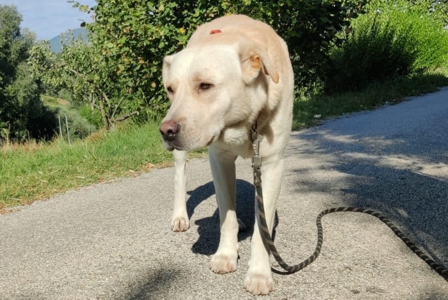 Fundmeldung Hund  Männliche Saint-Roman Frankreich