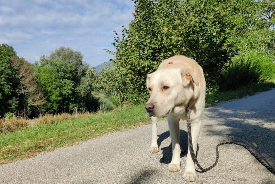 Fundmeldung Hund  Männliche Saint-Roman Frankreich