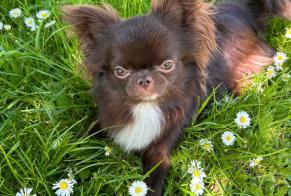 Vermisstmeldung Hund rassenmischung  Männliche , 1 jahre Villiers-sur-Marne Frankreich