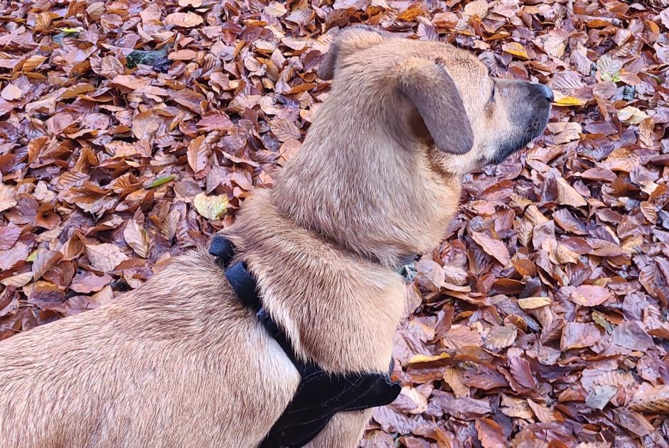 Fundmeldung Hund rassenmischung  Weiblich Saint-Léger-sous-Beuvray Frankreich