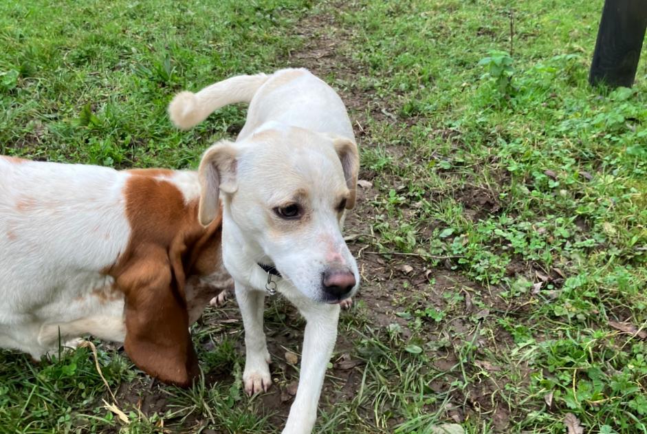 Fundmeldung Hund rassenmischung  Männliche Dirinon Frankreich