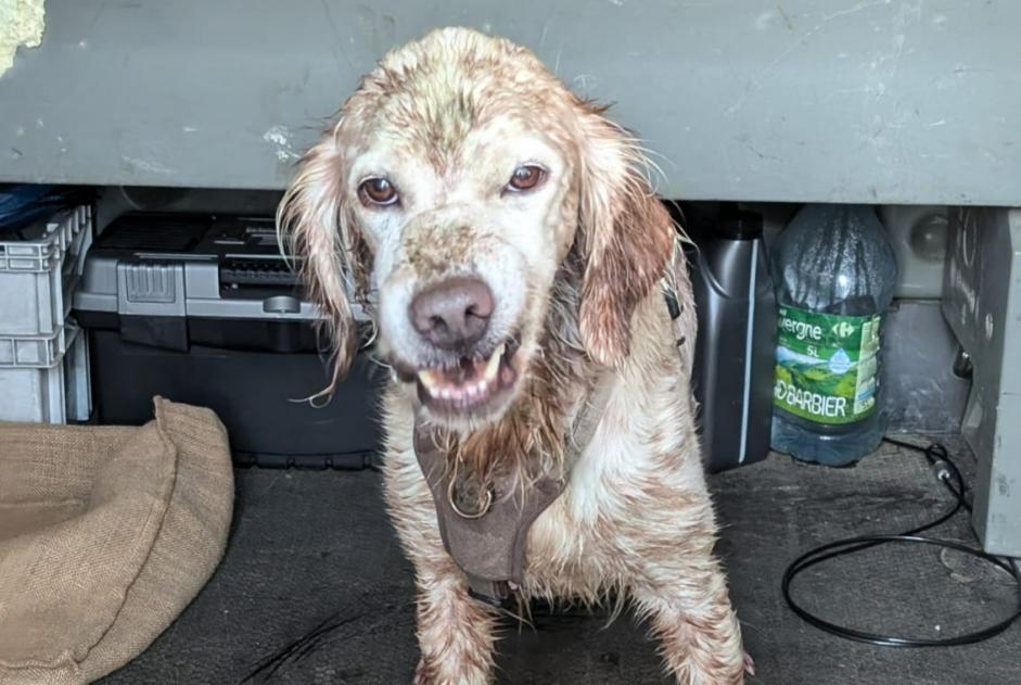 Fundmeldung Hund Unbekannt Panzoult Frankreich