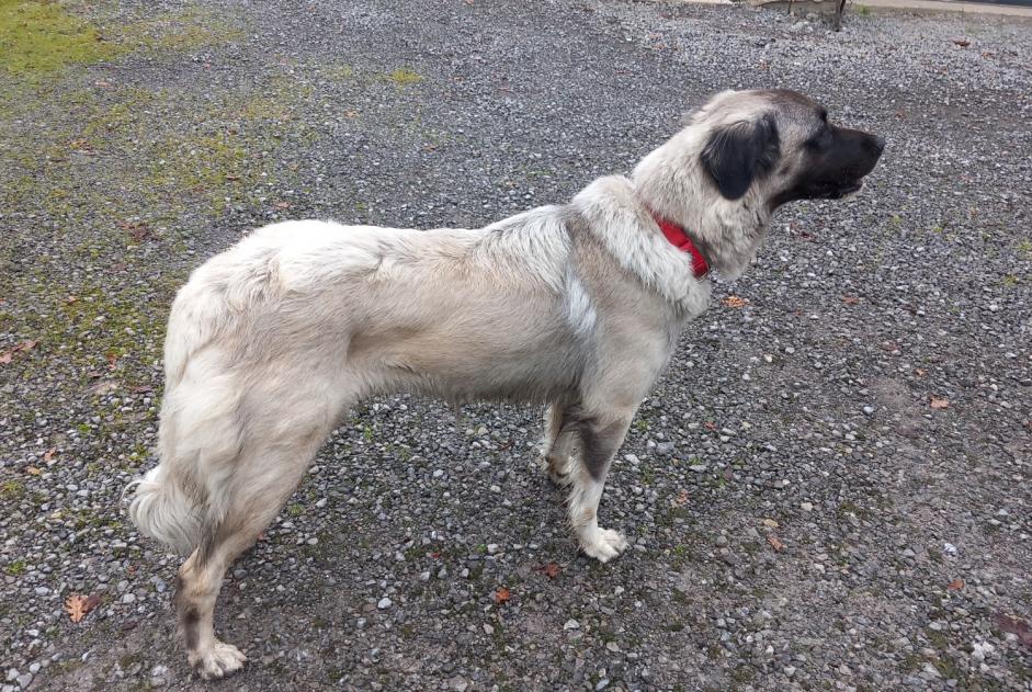 Fundmeldung Hund rassenmischung  Männliche Lahontan Frankreich