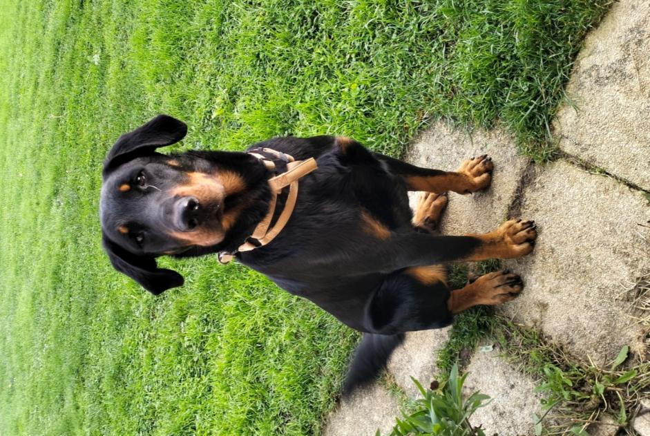 Fundmeldung Hund Männliche Boncourt Frankreich