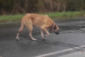 Fundmeldung Hund   Unbekannt Saint-Georges-sur-Loire Frankreich