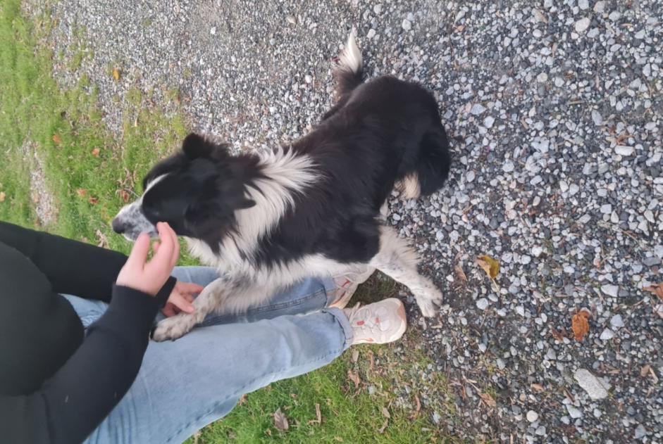 Fundmeldung Hund  Männliche , 2 Jahre Saint-Paul-de-Fenouillet Frankreich