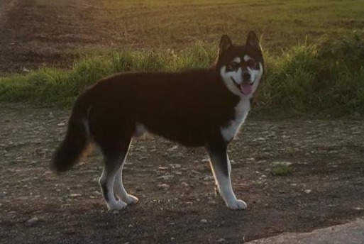 Fundmeldung Hund rassenmischung  Männliche Montjean Frankreich