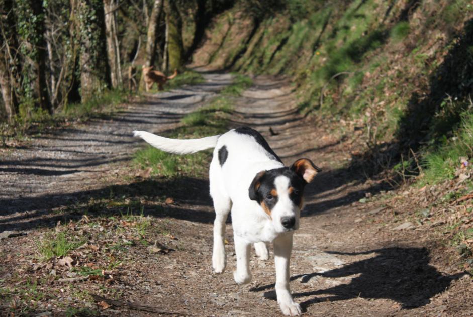 Vermisstmeldung Hund rassenmischung  Männliche , 8 jahre Pampelonne Frankreich