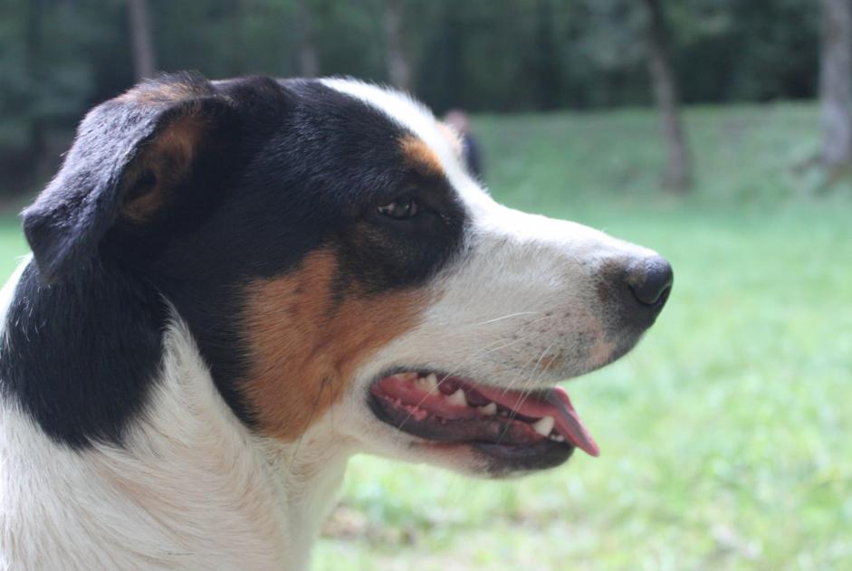 Vermisstmeldung Hund rassenmischung  Männliche , 8 jahre Pampelonne Frankreich