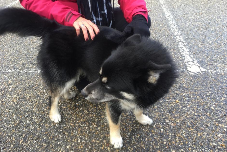 Fundmeldung Hund  Männliche Pavezin Frankreich