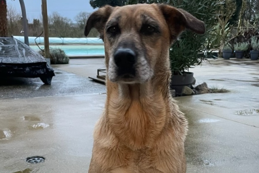 Fundmeldung Hund rassenmischung  Weiblich Longèves Frankreich