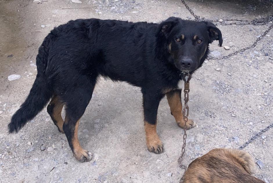 Vermisstmeldung Hund rassenmischung  Männliche , 2 jahre Châteauroux-les-Alpes Frankreich