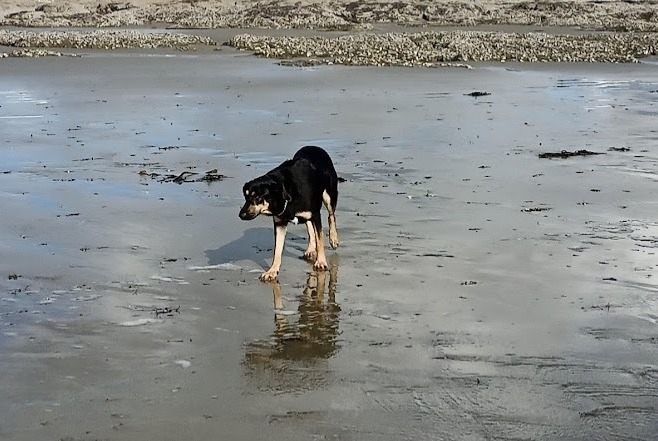 Vermisstmeldung Hund rassenmischung  Männliche , 4 jahre La Bazouge-de-Chéméré Frankreich