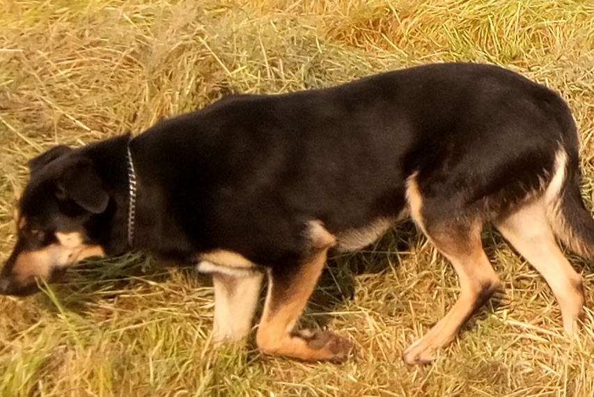 Vermisstmeldung Hund rassenmischung  Männliche , 4 jahre La Bazouge-de-Chéméré Frankreich