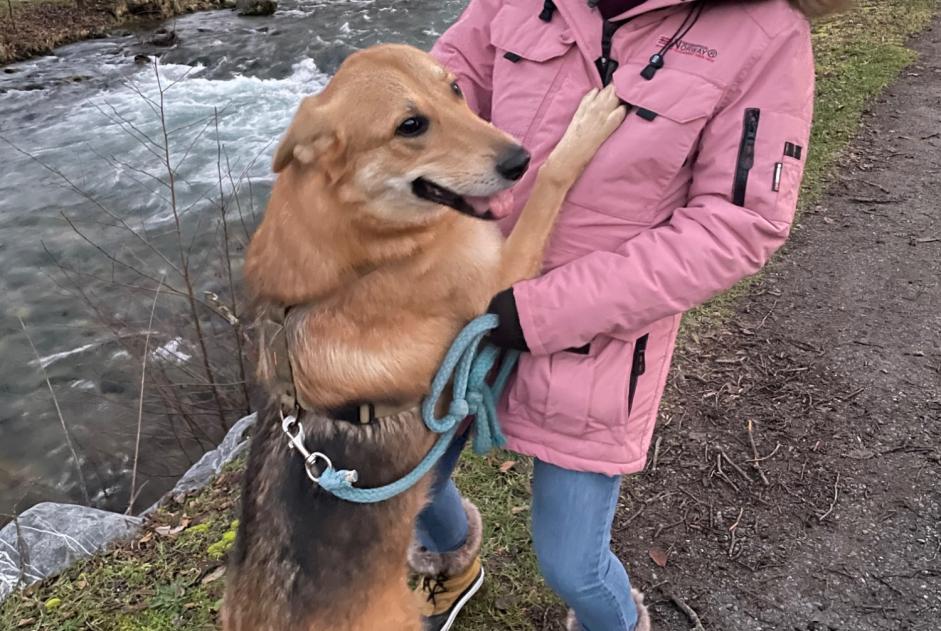 Vermisstmeldung Hund rassenmischung  Männliche , 4 jahre Matane Frankreich