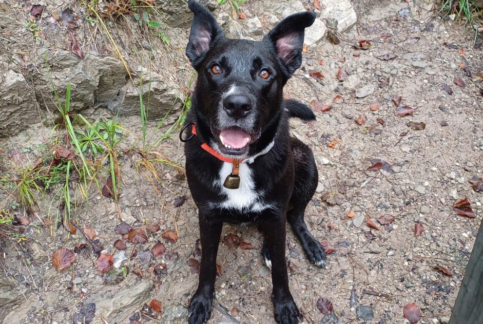 Vermisstmeldung Hund rassenmischung  Männliche , 5 jahre Curienne Frankreich