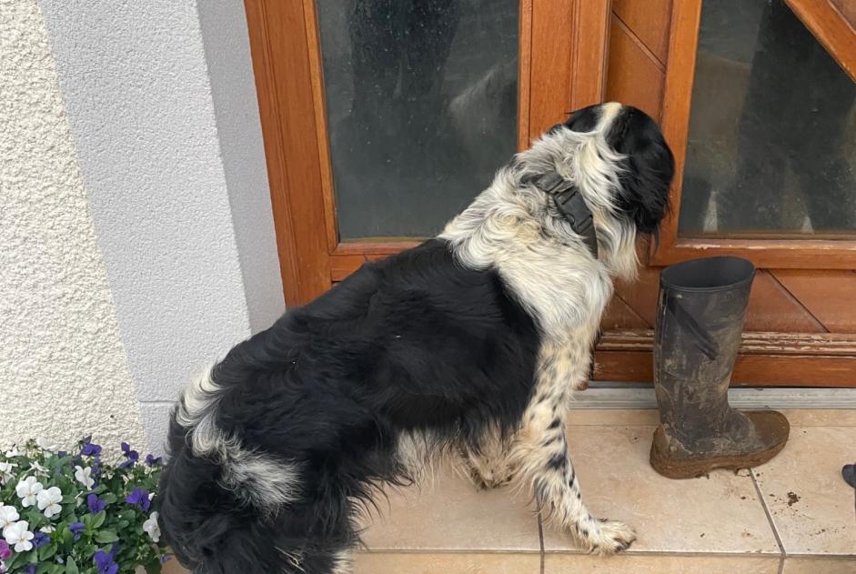 Fundmeldung Hund Unbekannt Saint-Laurent-Bretagne Frankreich