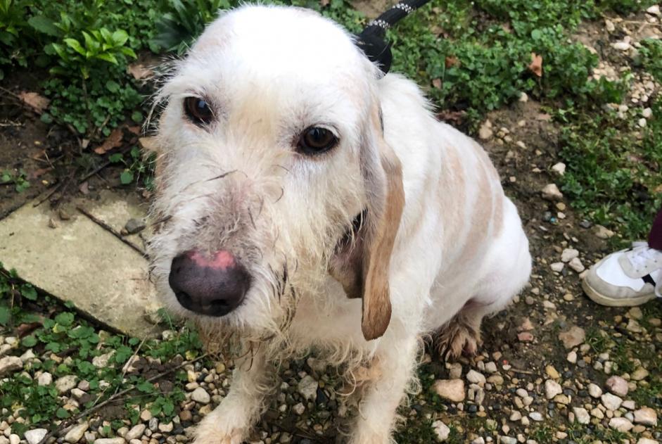 Fundmeldung Hund Weiblich Illiat Frankreich