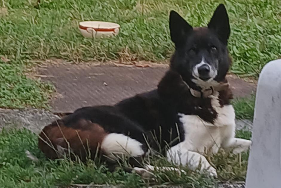 Vermisstmeldung Hund rassenmischung  Männliche , 12 jahre Estadens Frankreich