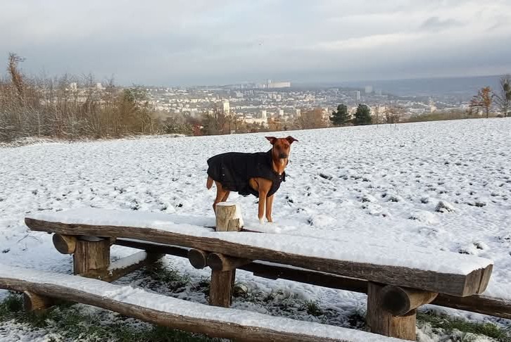 Vermisstmeldung Hund rassenmischung  Weiblich , 2 jahre Houdemont Frankreich