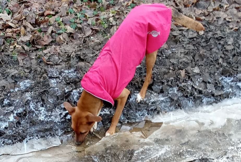 Vermisstmeldung Hund rassenmischung  Weiblich , 2 jahre Houdemont Frankreich