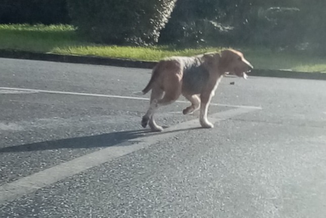 Fundmeldung Hund rassenmischung  Unbekannt Lussac-les-Châteaux Frankreich