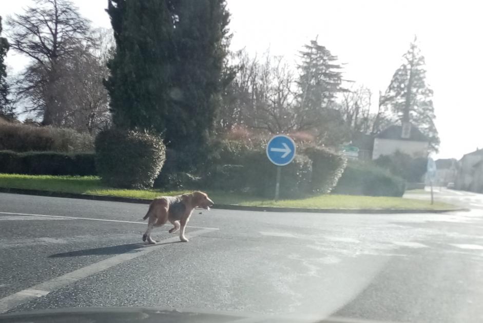 Fundmeldung Hund rassenmischung  Unbekannt Lussac-les-Châteaux Frankreich