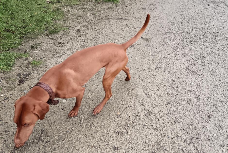 Fundmeldung Hund  Männliche Auray Frankreich