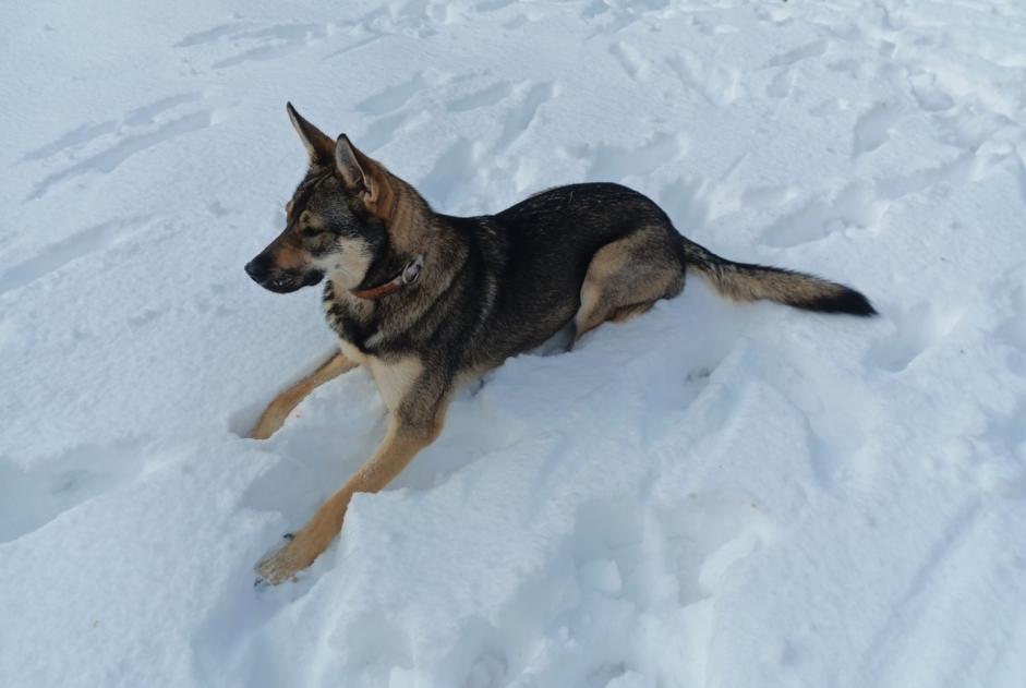 Vermisstmeldung Hund rassenmischung  Weiblich , 1 jahre Lanuéjols Frankreich