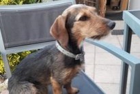 Disappearance alert Dog miscegenation  Female , 6 years Stotzheim France