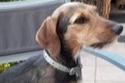 Disappearance alert Dog miscegenation  Female , 6 years Stotzheim France