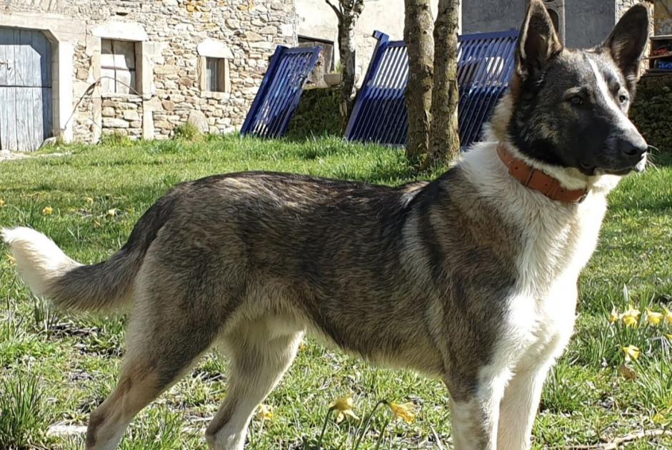 Disappearance alert Dog miscegenation  Male , 5 years Colombies France