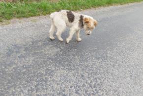 Discovery alert Dog  Unknown La Lande-d'Airou France