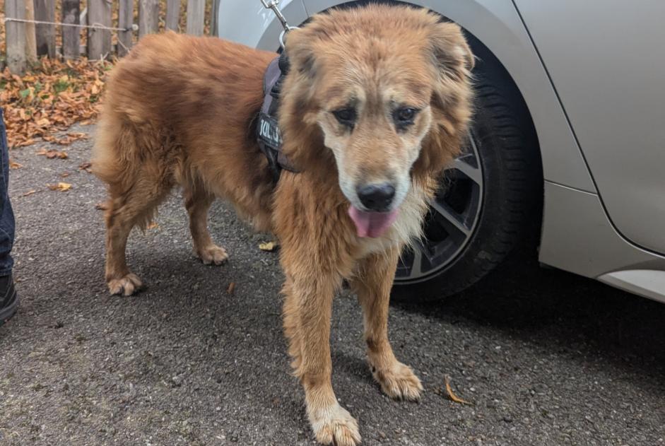 Discovery alert Dog Male Vinzier France