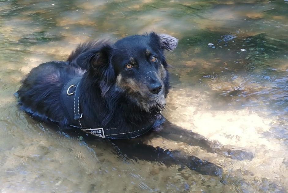 Disappearance alert Dog miscegenation  Male , 3 years Languidic France