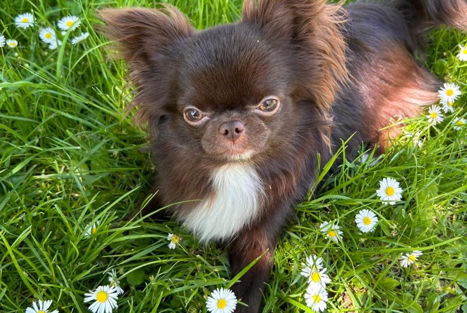 Disappearance alert Dog miscegenation  Male , 1 years Villiers-sur-Marne France