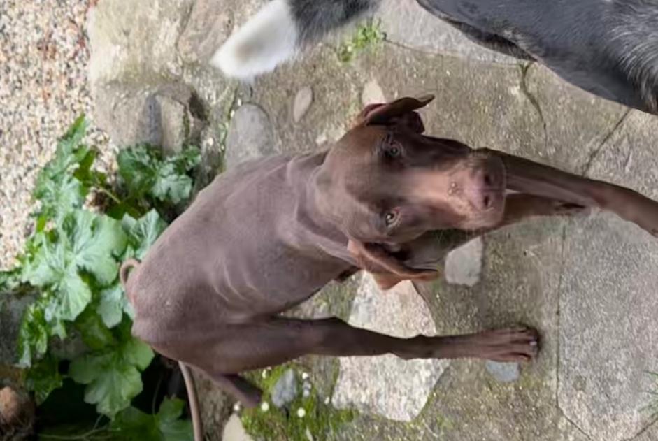 Discovery alert Dog  Male , 1 year Larressingle France