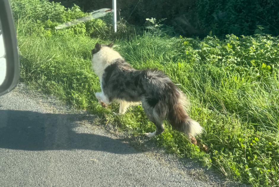 Discovery alert Dog  Male Ludon-Médoc France