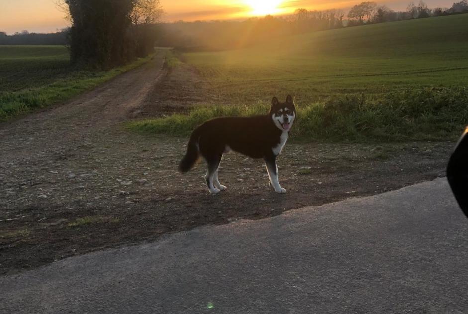 Discovery alert Dog miscegenation  Male Montjean France