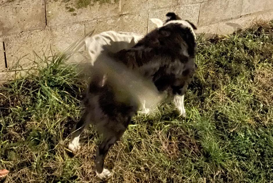 Discovery alert Dog  Male Saint-Jean-de-Niost France