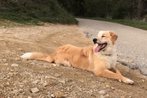 Disappearance alert Dog miscegenation  Female , 0 years Saint-Agrève France