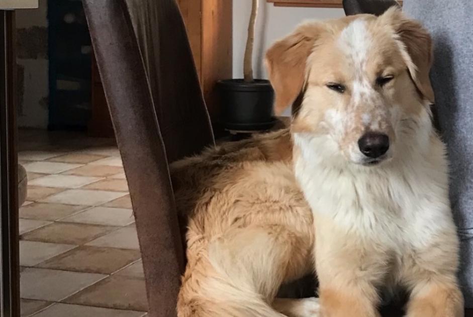 Disappearance alert Dog miscegenation  Female , 0 years Saint-Agrève France