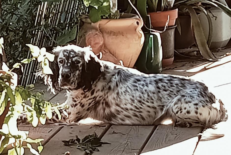 Disappearance alert Dog  Female , 4 years Vic-Fezensac France